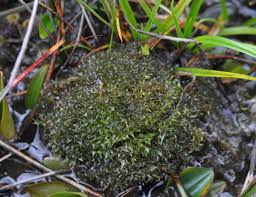 Attēlu rezultāti vaicājumam “Seligeria donniana”