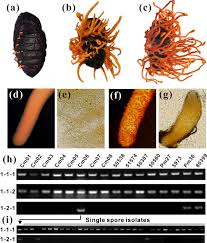 Attēlu rezultāti vaicājumam “Cordyceps militaris”
