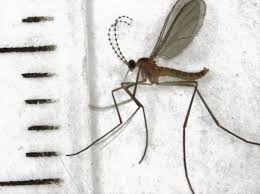 Attēlu rezultāti vaicājumam “Cecidomyiidae”