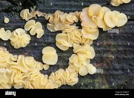 Attēlu rezultāti vaicājumam “Hymenoscyphus calyculus”