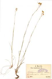 Attēlu rezultāti vaicājumam “Arenaria procera”