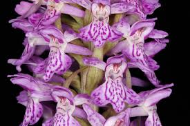 Attēlu rezultāti vaicājumam “Dactylorhiza majalis subsp. baltica flower”