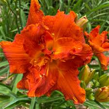 Image result for Hemerocallis `Moses Fire`