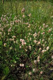 Attēlu rezultāti vaicājumam “Trifolium arvense flower”