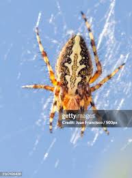 Attēlu rezultāti vaicājumam “Aculepeira ceropegia”