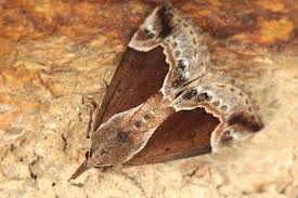 Attēlu rezultāti vaicājumam “Hypena crassalis”