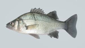 Image result for Morone americana