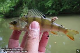 Attēlu rezultāti vaicājumam “Perca fluviatilis”