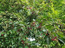 Attēlu rezultāti vaicājumam “Malus baccata fruit”