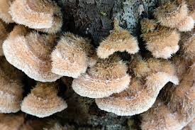 Attēlu rezultāti vaicājumam “Stereum hirsutum”