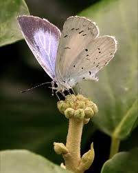 Attēlu rezultāti vaicājumam “Platyptilia tesseradactyla”
