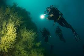 Image result for Deep and Wide Diving