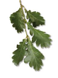 Attēlu rezultāti vaicājumam “Quercus robur Fastigiata leaf”