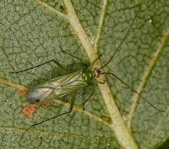 Attēlu rezultāti vaicājumam “Blepharidopterus angulatus imago”