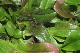 Attēlu rezultāti vaicājumam “Hieracium murorum leaf”