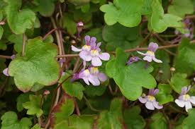 Attēlu rezultāti vaicājumam “Cymbalaria muralis flower”