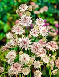 Attēlu rezultāti vaicājumam “Astrantia major fruit”