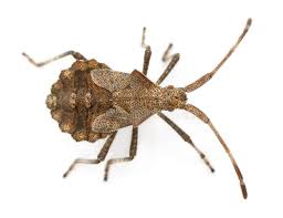 Attēlu rezultāti vaicājumam “Coreus marginatus”