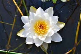 Attēlu rezultāti vaicājumam “Nymphaea candida leaf”