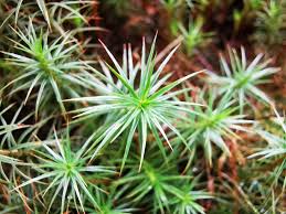 Attēlu rezultāti vaicājumam “Polytrichum juniperinum sporophyte”