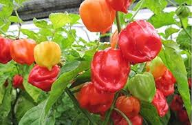 Afbeeldingsresultaat voor aji habanero hot pepper