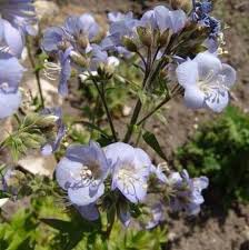 Attēlu rezultāti vaicājumam “Polemonium caeruleum fruit”
