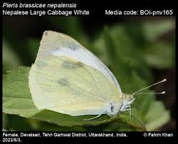 Attēlu rezultāti vaicājumam “Pieris brassicae”