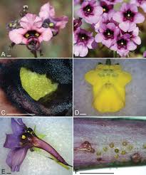 Attēlu rezultāti vaicājumam “Scrophulariaceae”