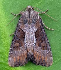 Attēlu rezultāti vaicājumam “Apamea ophiogramma”