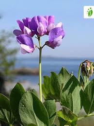 Attēlu rezultāti vaicājumam “Lathyrus japonicus subsp. maritimus”