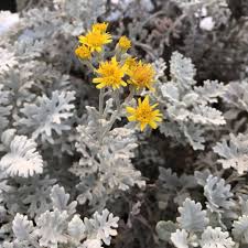 Image result for Cineraria maritima