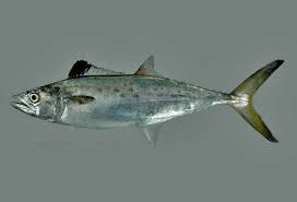 Image result for Scomberomorus maculatus