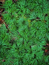 Attēlu rezultāti vaicājumam “Lejeunea cavifolia”