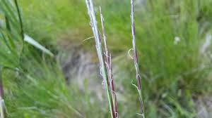 Attēlu rezultāti vaicājumam “Nardus stricta”