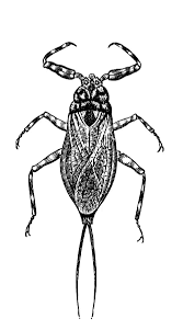 Attēlu rezultāti vaicājumam “Nepa cinerea”