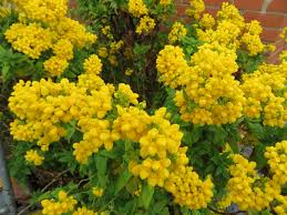 Image result for Calceolaria integrifolia