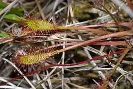 Attēlu rezultāti vaicājumam “Drosera anglica”