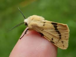 Attēlu rezultāti vaicājumam “Spilosoma lutea”