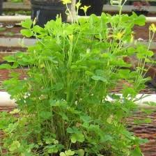 Attēlu rezultāti vaicājumam “Oxalidaceae”