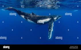 Image result for Megaptera novaeangliae