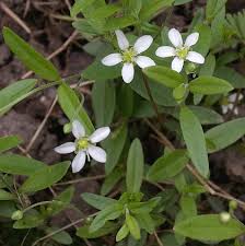 Attēlu rezultāti vaicājumam “Moehringia lateriflora flower”