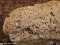 Attēlu rezultāti vaicājumam “Oxyporus corticola”