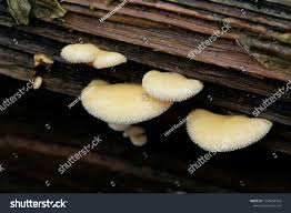 Attēlu rezultāti vaicājumam “Phyllotopsis nidulans”