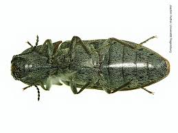 Attēlu rezultāti vaicājumam “Actenicerus sjaelandicus”