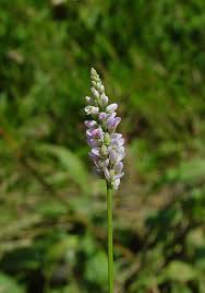 Attēlu rezultāti vaicājumam “Polygala amarella flower”