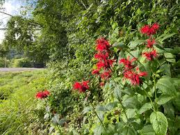Image result for Monarda didyma