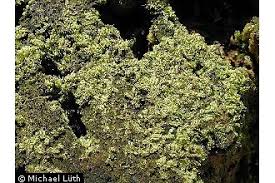 Attēlu rezultāti vaicājumam “Lophocolea heterophylla”