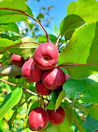 Attēlu rezultāti vaicājumam “Malus baccata fruit”