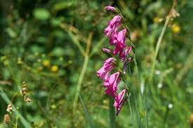 Attēlu rezultāti vaicājumam “Gladiolus imbricatus flower”