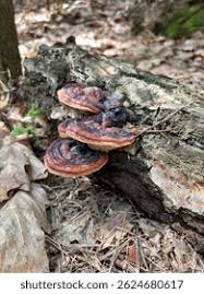 Attēlu rezultāti vaicājumam “Phellinus nigrolimitatus”